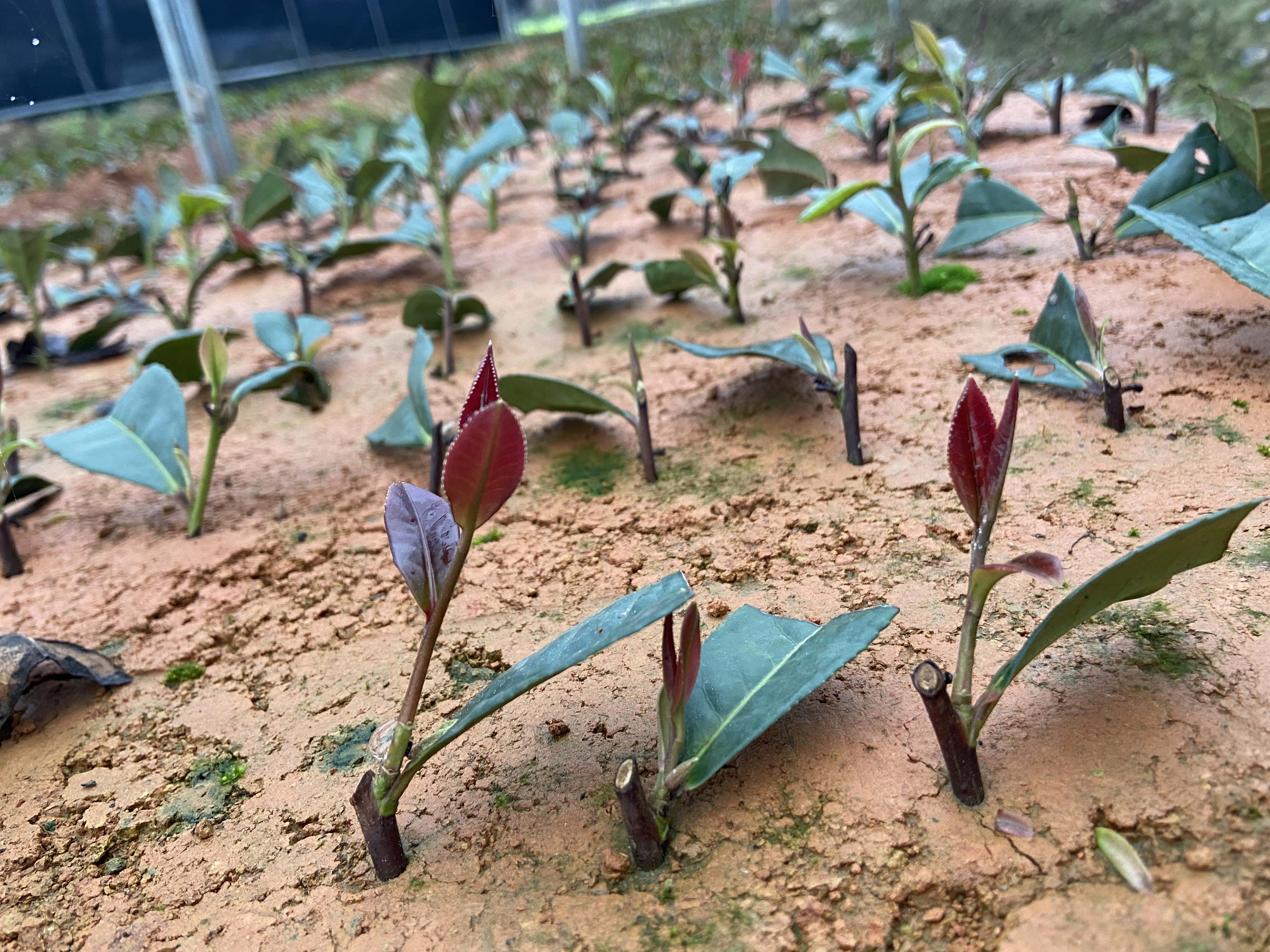 瀟賀古道公司：不負(fù)好春光 春茶栽種忙