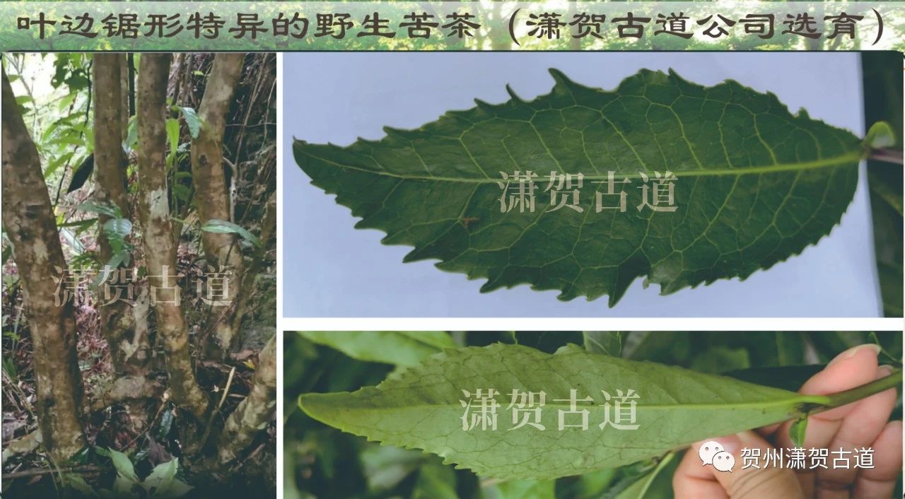 16969069129979.jpg 微信圖片_20231010110121.jpg