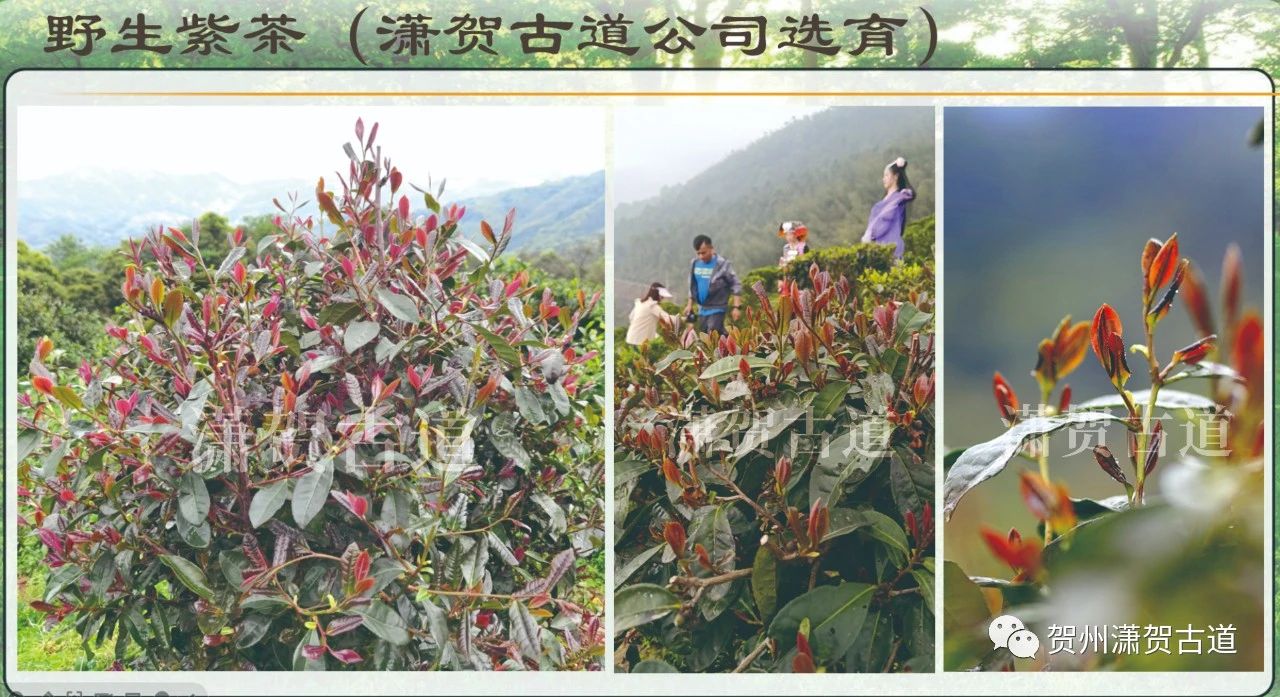 16969069334425.jpg 微信圖片_20231010110134.jpg