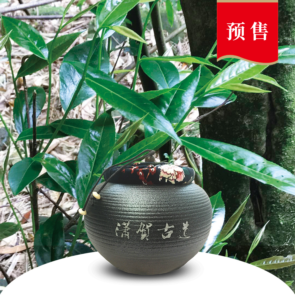 古樹(shù)六堡茶